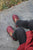 Woman sitting on stone steps at Wells College wearing red jacket, black pants, printed socks, and burgundy T-strap Aurora Shoe Co. Handmade Leather Shoes - top down view