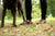 Woman and dog in fall, standing on grass, with fallen leaves, wearing black pants and brown Middle English handmade leather shoes.